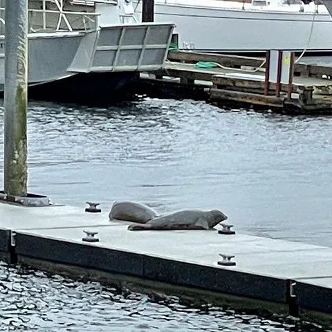 Seals hauled out on a float
