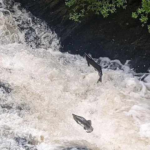 A salmon leaping the falls
